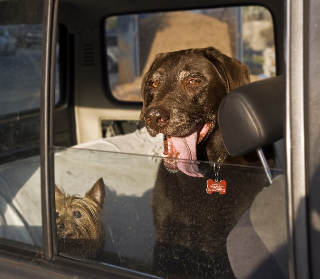 portraits of  Anissa Hance with dog